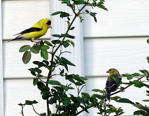 포토 JPG 해외이미지 동물 야생동물 음식 날개 자연 조류 씨앗 앉기 사람없음 야외 노란색 황금 깃털 부리 엉겅퀴 해외202004 해외포토 식물 꽃 컬러 모션 생태계 파일형식 이미지허브