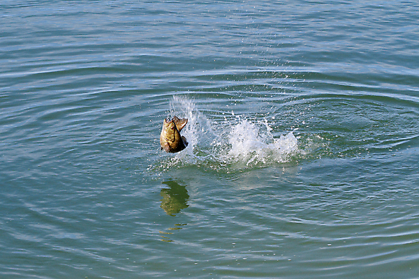 포토 JPG 해외이미지 동물 호수 스포츠 자연 낚시 어류 취미 사람없음 야외 물 강 신선 유혹 낚시꾼 민물 베이스 해외202004 해외포토 자연요소 컨셉 현악기 레저 수중동물 생태계 파일형식 이미지허브