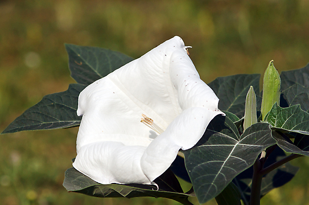 포토 JPG 해외이미지 주간 꽃 자연 사람없음 야외 흰색 독말풀 해외202004 해외포토 자연요소 식물 컬러 생태계 파일형식 이미지허브