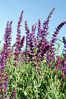 포토 JPG 해외이미지 식물 계절 꽃 잎 자연 사람없음 초록색 여름 파란색 약 정원 보라색 봄 벚꽃 신선 허브 제비꽃 내추럴 세이지 영원 해외202004 해외포토 컬러 의학 생태계 파일형식 이미지허브