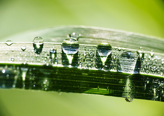 포토 JPG 해외이미지 식물 백그라운드 잎 요가 자연 아침 날씨 사랑 사람없음 야외 초록색 물 여름 세계 반사 환경 정원 봄 거품 젖음 추위 자유 성장 물방울 신선 투명 떨어짐 이슬 빗방울 향수 순수 명상 고립 진짜 해외202004 해외포토 주간 자연요소 웰빙 계절 감정 컬러 컨셉 화장품 비_날씨 생태계 파일형식 이미지허브