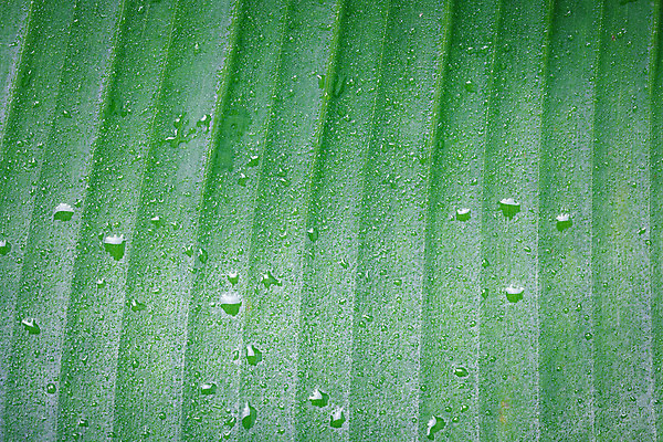 포토 JPG 해외이미지 나무 식물 계절 공원 선 백그라운드 잎 패턴 자연 새로움 바나나 손바닥 미술 사람없음 초록색 여름 정원 봄 줄무늬 신선 떨어짐 숲 묘사 유기농 질감 내추럴 해외202004 해외포토 손 웰빙 공공시설 컬러 컨셉 무늬 과일 문화예술 생태계 파일형식 이미지허브