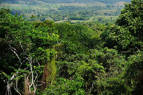 포토 JPG 해외이미지 나무 식물 여행 백그라운드 잎 자연 풍경 사람없음 야외 목재 초록색 환경 미국 성장 덮개 나뭇가지 보호 숲 열대우림 벨리즈 멸종 서식지 잡동사니 이국적 그리너리 해외202004 해외포토 컬러 컨셉 북아메리카 재료 뚜껑 중앙아메리카 생태계 파일형식 트랜드컬러 이미지허브
