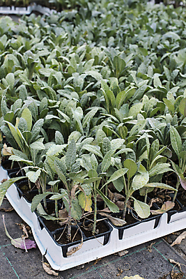 포토 JPG 해외이미지 식물 음식 백그라운드 잎 농업 채소 자연 사람없음 초록색 농장 정원 흙 봄 수확 성장 신선 땅 유기농 원예 양배추 먼지 모종 묘목 밭일 세련 해외202004 해외포토 나무 웰빙 계절 산업 컬러 취미 생태계 파일형식 이미지허브