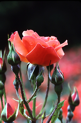 포토 JPG 해외이미지 식물 꽃 자연 사람없음 장미 해외202004 해외포토 생태계 파일형식 이미지허브