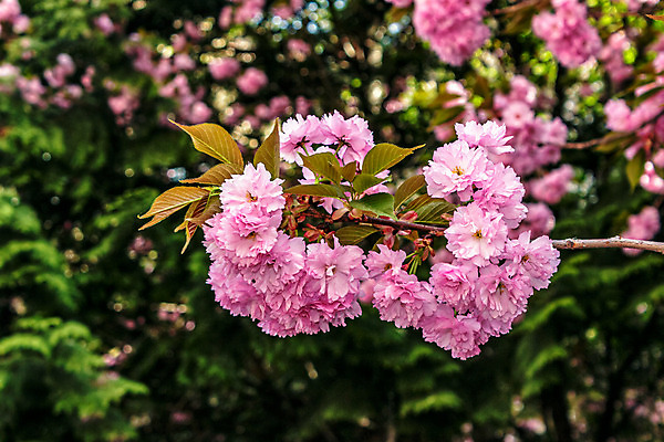 포토 JPG 해외이미지 나무 식물 계절 공원 꽃잎 꽃 분홍색 여행 백그라운드 겨울 꽃무늬 자연 하늘 풍경 사람없음 야외 초록색 파란색 컬러풀 정원 일본 봄 벚꽃 나뭇가지 신선 소나무 개화 체리 장면 내추럴 해외202004 해외포토 공공시설 아시아 컬러 무늬 과일 생태계 파일형식 이미지허브
