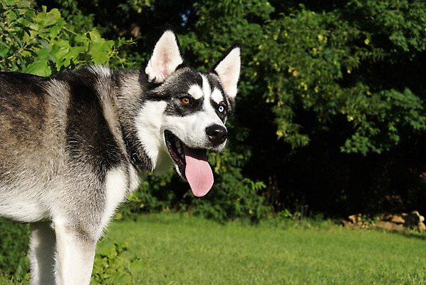 포토 JPG 해외이미지 동물 1 응시 여자 행복 얼굴 포유류 가족 자연 털 서기 사람없음 야외 초록색 파란색 반려동물 갈색 머리 검은색 코트 흰색 뜨거움 개 모피 혀 주둥이 송곳니 경보 기르기 동반자 복종 시베리아 유래 혼자 해외202004 해외포토 시선 감정 컬러 관계 모션 사람 신체부위 외투 입 치아 생태계 돌봄 파일형식 이미지허브