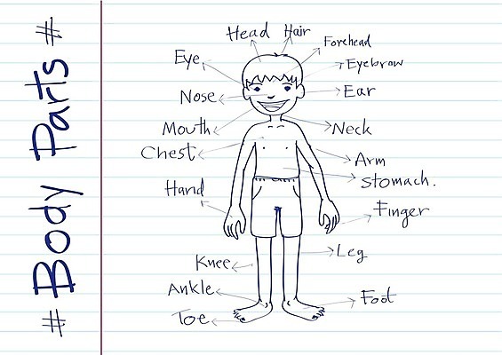 EPS 해외이미지 영어 교육 어린이 백그라운드 신체 일러스트 부분 손가락 학교 저울 미술 소년 그래픽 단어 스터디 독서 유치원 흰색 입 가르침 치아 엉덩이 만화 편지 오브젝트 어깨 그림 코 귀 무릎 목 발가락 팔 발목 고립 구성 궤 맞춤법 양발 팔꿈치 해외202004 해외일러스트 문자 손 남자 컬러 발 문화예술 사람 한글 신체부위 학습 소화기관 파일형식 벡터 이미지허브