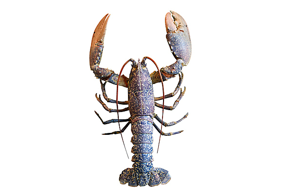 포토 JPG 해외이미지 동물 음식 바다 조개 갑각류 사람없음 가재 바닷가재 고립 집게발 해외202004 해외포토 어패류 파일형식 이미지허브