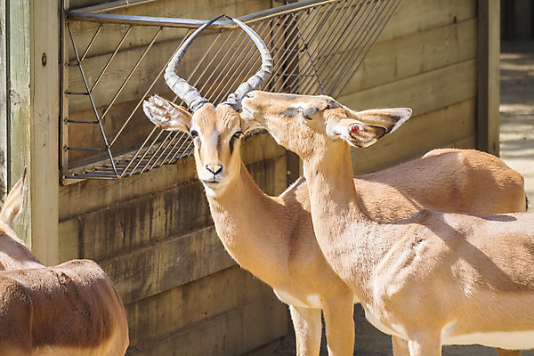 포토 JPG 해외이미지 동물 공원 여자 남자 얼굴 야생동물 포유류 아프리카 자연 초식동물 사슴 뿔 서기 사람없음 야외 머리 환경 검은색 사막 황무지 보호 사파리 영양 남쪽 내추럴 가젤 나미비아 보츠와나 사바나 전국 주목 해외202004 해외포토 공공시설 나라 컬러 컨셉 모션 사람 신체부위 방향 생태계 남아프리카 파일형식 이미지허브