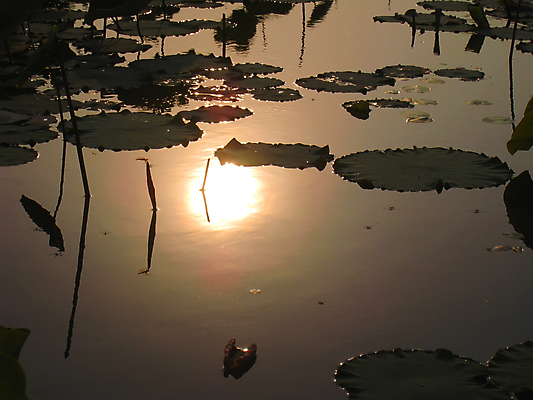 포토 JPG 해외이미지 나무 구름 공원 호수 여행 백그라운드 자연 하늘 낚시 산 풍경 사람없음 야외 물 여름 파란색 강 햇빛 태양 반사 일출 환경 일몰 봄 숲 장면 해외202004 해외포토 자연요소 식물 계절 공공시설 컬러 레저 노을 생태계 파일형식 이미지허브