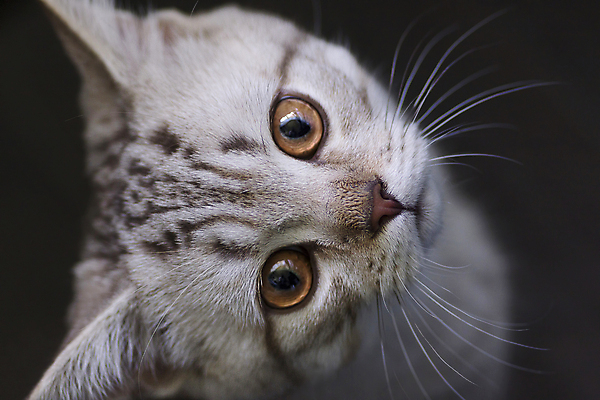 포토 JPG 해외이미지 동물 백그라운드 포유류 영국 수염 털 사람없음 반려동물 고양이 회색 흰색 작음 모피 꼬리 귀 솜털 기르기 유래 해외202004 해외포토 유럽 컬러 신체부위 크기 돌봄 파일형식 이미지허브