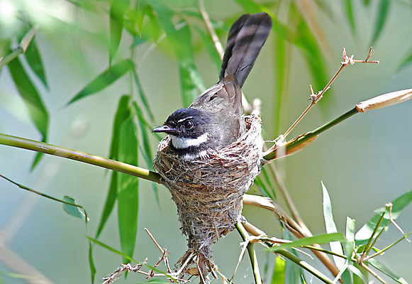 포토 JPG 해외이미지 나무 동물 여자 남자 아시아 얼굴 야생동물 백그라운드 날개 태국 자연 조류 사람없음 야외 목재 가로 초록색 컬러풀 머리 환경 나뭇가지 막대기 닫기 둥지 숲 깃털 꼬리 부리 서식지 부화 생태학 해외202004 해외포토 식물 교육 나라 컬러 재료 모션 사람 신체부위 생태계 파일형식 이미지허브