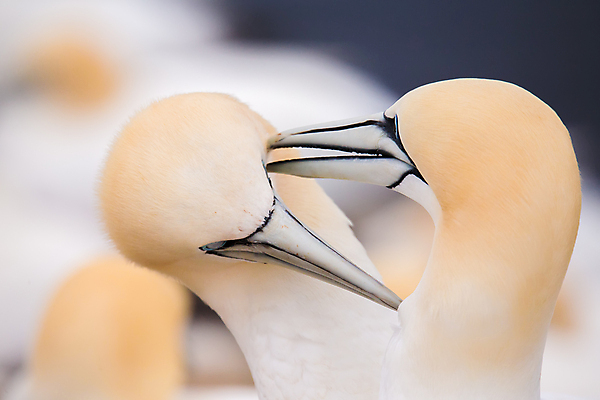 포토 JPG 해외이미지 동물 유럽 야생동물 바다 섬 포즈 캐나다 날개 자연 조류 영국 독일 사랑 사람없음 야외 물 파란색 노란색 머리 프랑스 흰색 둥지 저녁 사자 망토 묘사 꼬리 부리 북쪽 대서양 계산서 내추럴 동물상 식민지 해외202004 해외포토 자연요소 감정 나라 컬러 북아메리카 포유류 신체부위 조형물 야간 방향 생태계 파일형식 이미지허브