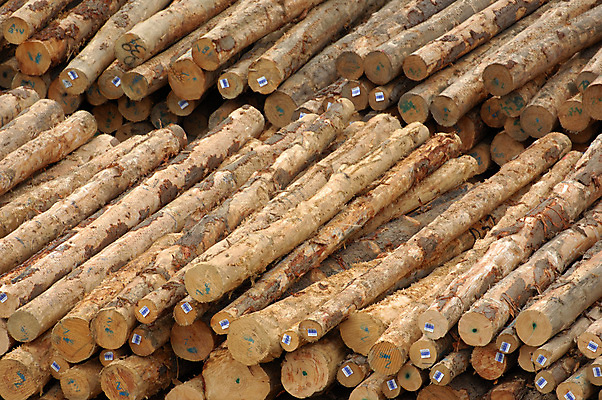 포토 JPG 해외이미지 나무 산업 사람없음 목재 쌓기 환경 줄무늬 손상 에너지 작업 보호 통나무 벌거벗은 벌목 해외202004 해외포토 식물 컨셉 무늬 재료 모션 파일형식 이미지허브