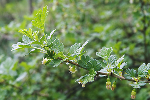 포토 JPG 해외이미지 식물 열매 꽃 잎 과일 자연 건강 사람없음 가로 초록색 봄 젖음 성장 벚꽃 물방울 나뭇가지 신선 개화 가시 관목 원예 내추럴 구스베리 해외202004 해외포토 나무 계절 컬러 취미 생태계 파일형식 이미지허브