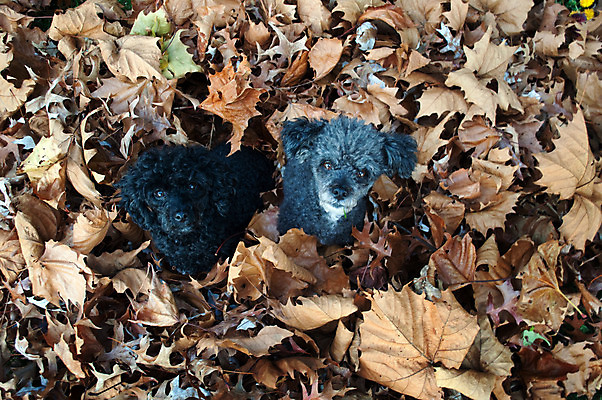 포토 JPG 해외이미지 응시 잎 사람없음 반려동물 검은색 회색 가을 개 푸들 노려봄 해외202004 해외포토 식물 동물 시선 계절 컬러 포유류 표정 파일형식 이미지허브