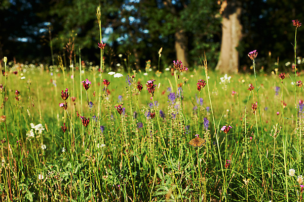 포토 JPG 해외이미지 식물 꽃 나비 밭 자연 산 사람없음 초록색 여름 벚꽃 숲 해외202004 해외포토 계절 컬러 곤충 농업 생태계 파일형식 이미지허브