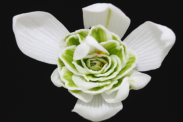 포토 JPG 해외이미지 꽃잎 꽃 줄기 전구 사람없음 정원 봄 흰색 작음 헌병 해외202004 해외포토 식물 계절 컬러 군인 크기 파일형식 이미지허브