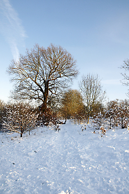 포토 JPG 해외이미지 나무 계절 공원 길 겨울 밭 자연 날씨 잉글랜드 풍경 사람없음 야외 환경 냉동 얼음 추위 흰색 시골 그림 서리 장면 눈보라 내추럴 폭설 눈내림 해외202004 해외포토 자연요소 식물 공공시설 컬러 농업 영국 눈_날씨 자연재해 생태계 파일형식 이미지허브