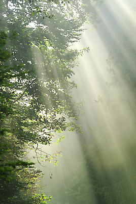 포토 JPG 해외이미지 나무 잎 자연 사람없음 목재 빛 햇빛 광선 숲 삼림지대 해외202004 해외포토 식물 재료 태양 생태계 파일형식 이미지허브