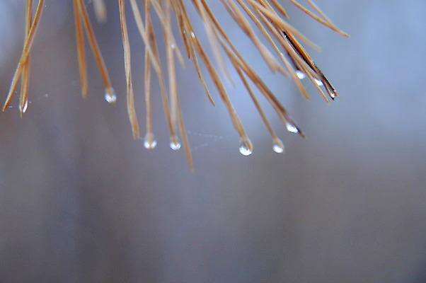 포토 JPG 해외이미지 나무 식물 백그라운드 잎 패턴 자연 추상 사람없음 야외 초록색 컬러풀 정원 나뭇가지 숲 묘사 질감 보케 상록수 내추럴 디테일 해외202004 해외포토 컬러 무늬 생태계 파일형식 이미지허브