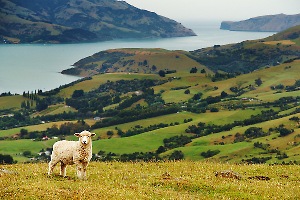 포토 JPG 해외이미지 주간 한마리 풍경 사람없음 야외 농경지 가축 시골 양 방목 해외202004 해외포토 자연요소 동물 1 포유류 농장 축산업 파일형식 이미지허브