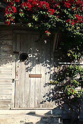 포토 JPG 해외이미지 식물 잎 날씨 사람없음 목재 문 시골 옛날 플로리다 해외202004 해외포토 나무 재료 미국 파일형식 이미지허브