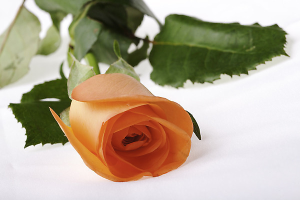 포토 JPG 해외이미지 식물 꽃잎 꽃 잎 오렌지 사람없음 초록색 장미 닫기 해외202004 해외포토 컬러 과일 모션 파일형식 이미지허브