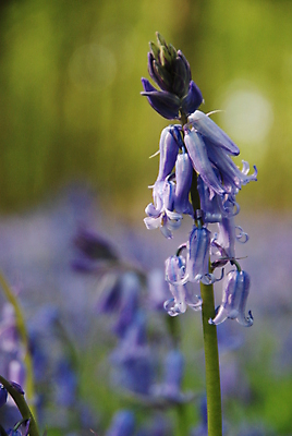 포토 JPG 해외이미지 꽃 영국 잉글랜드 사람없음 파란색 소프트포커스 블루벨 삼림지대 해외202004 해외포토 식물 유럽 컬러 촬영기법 숲 파일형식 이미지허브