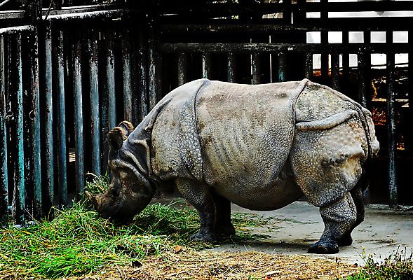 포토 JPG 해외이미지 나무 동물 공원 야생동물 백그라운드 포유류 자연 뿔 풍경 사람없음 야외 초록색 게임 황무지 코뿔소 남쪽 내추럴 전국 해외202004 해외포토 식물 공공시설 컬러 놀이 방향 생태계 파일형식 이미지허브