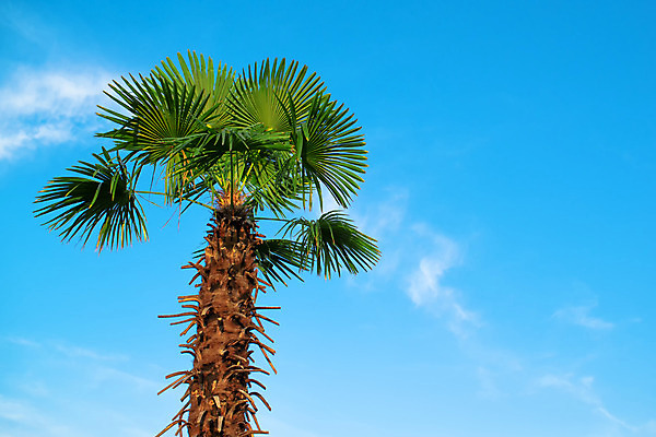 포토 JPG 해외이미지 나무 식물 여행 잎 자연 하늘 휴가 손바닥 풍경 사람없음 야외 초록색 여름 파란색 성장 휴양지 상록수 내추럴 이국적 파라다이스 카피스페이스 해외202004 해외포토 손 계절 컬러 공백 장소 생태계 파일형식 이미지허브