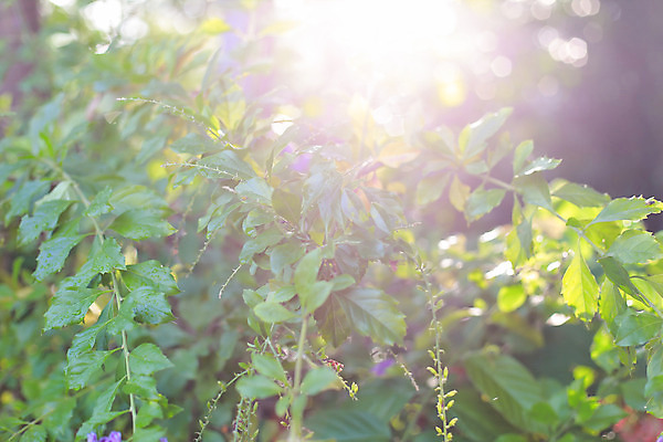 포토 JPG 해외이미지 나무 식물 계절 꽃 백그라운드 잎 꽃무늬 자연 벽지 하늘 아침 추상 풍경 잔디 사람없음 야외 가로 초록색 여름 파란색 빛 햇빛 태양 일출 환경 정원 맑음 일몰 봄 성장 광선 나뭇가지 신선 숲 부드러움 내추럴 해외202004 해외포토 주간 자연요소 컬러 무늬 날씨 노을 감각 생태계 파일형식 이미지허브