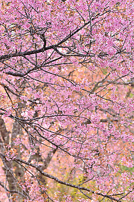 포토 JPG 해외이미지 나무 식물 계절 공원 꽃잎 꽃 분홍색 잎 겨울 태국 자연 사람없음 야외 목재 컬러풀 노란색 벚꽃 개화 체리 히말라야 해외202004 해외포토 공공시설 아시아 컬러 과일 재료 생태계 파일형식 산맥 이미지허브
