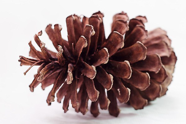 포토 JPG 해외이미지 나무 식물 자연 사람없음 소나무 숲 원뿔 내추럴 동물상 해외202004 해외포토 도형 조형물 생태계 파일형식 이미지허브