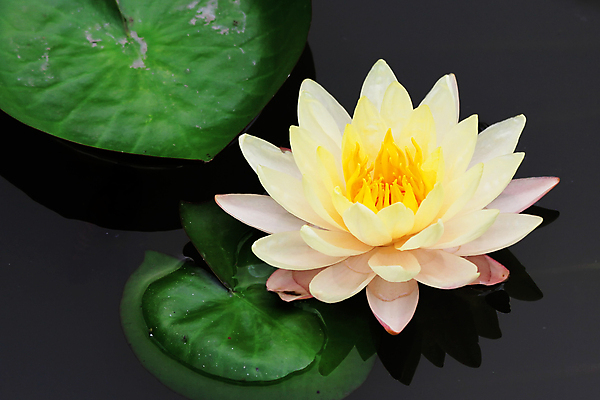 포토 JPG 해외이미지 식물 공원 꽃잎 꽃 종교 꽃다발 백그라운드 잎 꽃무늬 밭 농업 자연 새로움 사람없음 야외 장식 초록색 여름 컬러풀 반사 정원 성장 벚꽃 나뭇가지 연못 신선 화려 개화 허브 내추럴 해외202004 해외포토 나무 계절 공공시설 산업 컬러 컨셉 무늬 생태계 파일형식 이미지허브