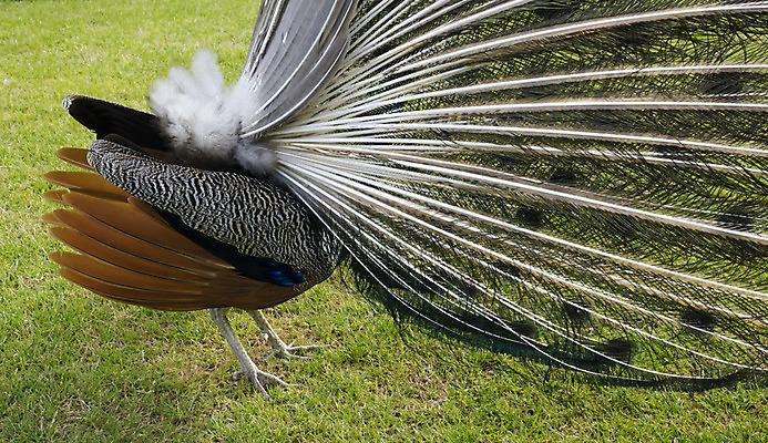 포토 JPG 해외이미지 동물 남자 조류 사람없음 컬러풀 닫기 공작 깃털 해외202004 해외포토 컬러 모션 사람 파일형식 이미지허브