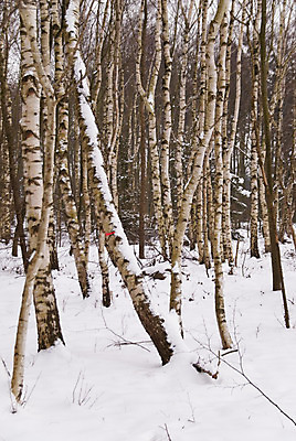 포토 JPG 해외이미지 나무 응시 계절 겨울 자연 사람없음 목재 얼음 추위 흰색 숲 서리 1월 2월 시베리아 눈내림 해외202004 해외포토 자연요소 식물 시선 컬러 재료 눈_날씨 날짜 생태계 파일형식 이미지허브