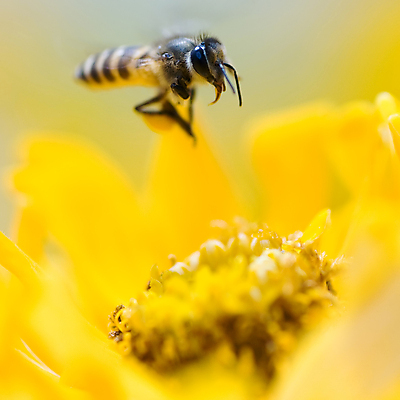 포토 JPG 해외이미지 식물 꽃 음식 곤충 자연 사람없음 노란색 식사 중앙 동물상 해외202004 해외포토 동물 컬러 조형물 생태계 파일형식 이미지허브