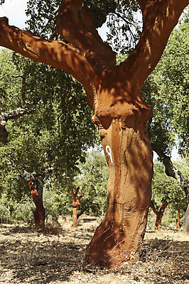 포토 JPG 해외이미지 나무 유럽 농업 자연 사람없음 야외 목재 초록색 농장 손상 시골 숲 지중해 포르투갈 나무껍질 코르크 상록수 삼림지대 해외202004 해외포토 식물 나라 산업 바다 컬러 컨셉 재료 껍질 생태계 파일형식 이미지허브