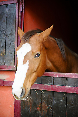 포토 JPG 해외이미지 동물 1 응시 얼굴 스포츠 백그라운드 창문 사람없음 반려동물 상자 농장 갈색 머리 문 목장 시골 관찰 승마 해외202004 해외포토 시선 컬러 농업 모션 신체부위 파일형식 이미지허브