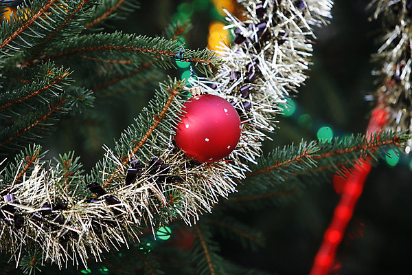 포토 JPG 해외이미지 나무 전통 계절 크리스마스 겨울 공 놀이 휴가 선물 사람없음 빨간색 산타클로스 축하 12월 해외202004 해외포토 식물 기념일 컬러 컨셉 날짜 파일형식 이미지허브