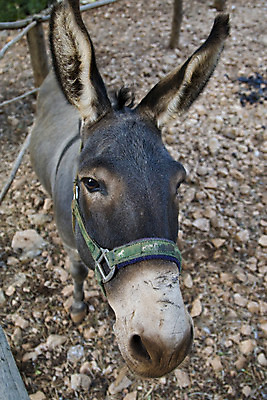 포토 JPG 해외이미지 동물 응시 포유류 자연 털 사람없음 농장 가축 농촌 당나귀 대가리 초식 해외202004 해외포토 시선 농업 시골 말_동물 생태계 파일형식 이미지허브
