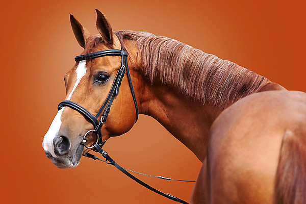 포토 JPG 해외이미지 동물 응시 여자 얼굴 백그라운드 오렌지 포유류 성인 사람없음 가로 빨간색 농장 갈색 머리 금속 검은색 교수 봄 흰색 승마 황금 코 갈기 목 당나귀 내추럴 고립 굴레 기르기 해외202004 해외포토 시선 계절 스포츠 컬러 농업 과일 재질 사람 신체부위 교사 말_동물 돌봄 파일형식 이미지허브