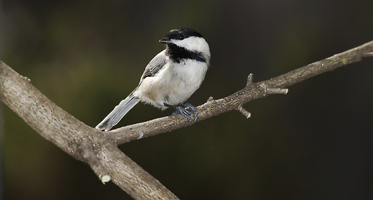 포토 JPG 해외이미지 자연 조류 사람없음 나뭇가지 작음 깃털 해외202004 해외포토 나무 동물 크기 생태계 파일형식 이미지허브
