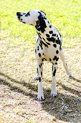 포토 JPG 해외이미지 동물 응시 공원 장난 포유류 불 털 건강 서기 경비 잔디 사람없음 야외 반려동물 달리기 걷기 믿음 검은색 가축 힘 활발 코트 흰색 표현 점 개 근육질 보호자 송곳니 경보 기르기 달마시안 동반자 복종 신앙심 유래 지능 충실 힘찬 해외202004 해외포토 자연요소 식물 시선 공공시설 감정 컬러 컨셉 모션 근육 안전 외투 치아 보호 몸매 돌봄 파일형식 이미지허브