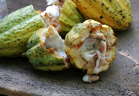 포토 JPG 해외이미지 산업 농업 과일 자연 탁자 콩 건조 실내 씨앗 사람없음 가로 농작물 농장 노란색 초콜릿 수확 신선 오픈 유기농 에스프레소 코코아 꼬투리 도미니카공화국 숙성 해외202004 해외포토 식물 웰빙 커피 음료 컬러 가구 디저트 곡류 내부 남아메리카 생태계 파일형식 이미지허브