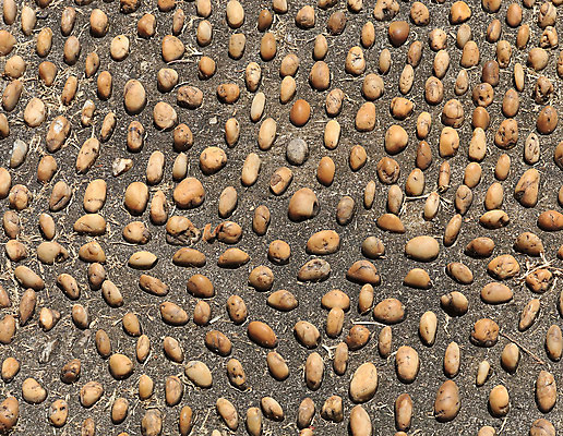 포토 JPG 해외이미지 모양 공원 도로 길 선 백그라운드 패턴 건축양식 발 자연 표면 추상 거리 바닥 건강 사람없음 야외 장식 빛 운동 정원 검은색 어둠 산책 젖음 추위 조약돌 도시 마사지 원형 거친 보행로 매끈함 원예 질감 대리석 시멘트 땅바닥 압력 양발 화강암 해외202004 해외포토 도형 공공시설 건축 컬러 무늬 재료 교통시설 휴식 취미 신체부위 암석 돌_바위 감각 생태계 파일형식 이미지허브