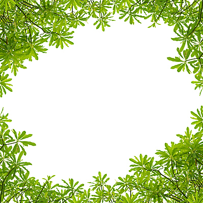 포토 JPG 해외이미지 나무 식물 공원 곤충 백그라운드 잎 자연 프레임 그림자 사람없음 야외 초록색 태양 우주 정원 맑음 침묵 봄 성장 흰색 나뭇가지 신선 투명 모서리 숲 묘사 유기농 질감 내추럴 고립 디테일 해외202004 해외포토 자연요소 동물 웰빙 계절 공공시설 컬러 날씨 소리 생태계 파일형식 이미지허브