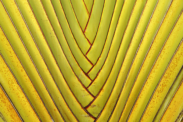 포토 JPG 해외이미지 모양 나무 식물 선 줄기 백그라운드 잎 패턴 신체 자연 추상 바나나 사람없음 초록색 컬러풀 갈색 여행객 줄무늬 성장 부채 닫기 피부 묘사 유기농 질감 R 강렬 특별함 해외202004 해외포토 웰빙 알파벳 컬러 컨셉 무늬 과일 모션 사람 신체부위 생태계 파일형식 이미지허브